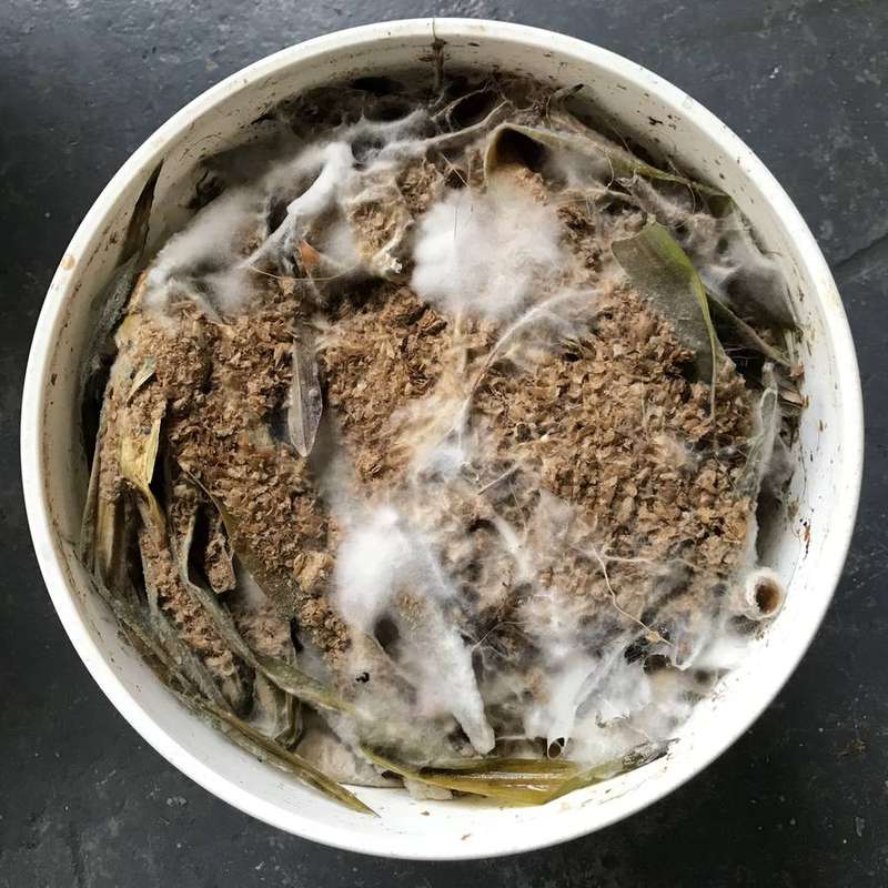 (fermented kitchen scraps)